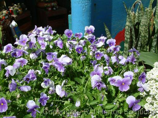 Violas blue 